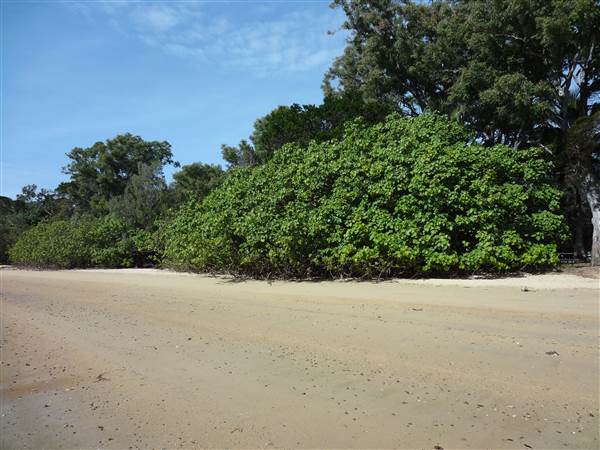 Coochiemudlo Island (4/02/2014)