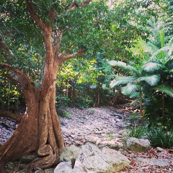 Spring Creek - near Port Douglas (3/10/2014)