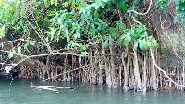 Mulgrave River (Cairns Region) (25/06/2015)