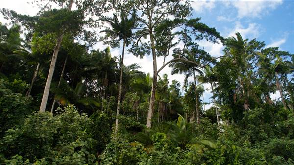 Mulgrave River (Cairns Region) (25/06/2015)