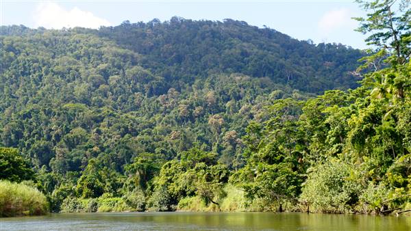 Mulgrave River (Cairns Region) (25/06/2015)