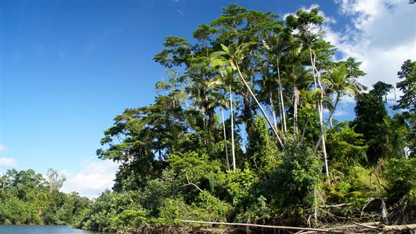 Mulgrave River (Cairns Region) (25/06/2015)