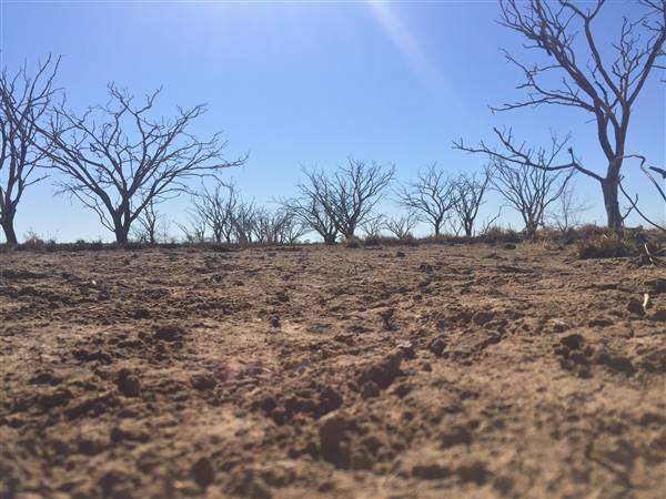 Dead Tree Patch (22/07/2015 - Credits: Neil McGregor)
