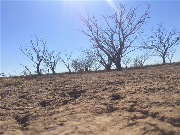 Dead Tree Patch (22/07/2015 - Credits: Neil McGregor)