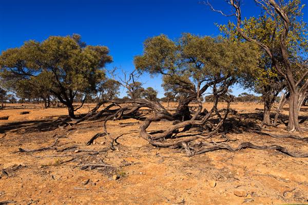 Rangelands Station (23/07/2015 - Credits: Neil McGregor)