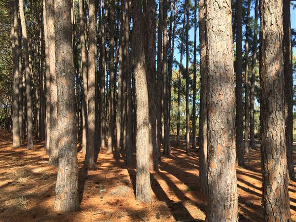 Pine Forest, Riverside Skate Park & Open Sports Fields - Pizzey Park