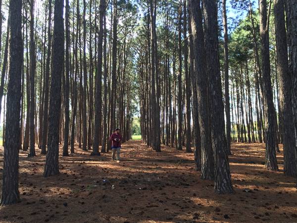 Pine Forest, Riverside Skate Park & Open Sports Fields - Pizzey Park