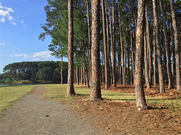 Pine Forest, Riverside Skate Park & Open Sports Fields - Pizzey Park