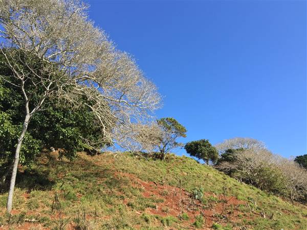 St Helena - Tree Areas & Rainforest (23/09/2015 - Credits: Neil McGregor)