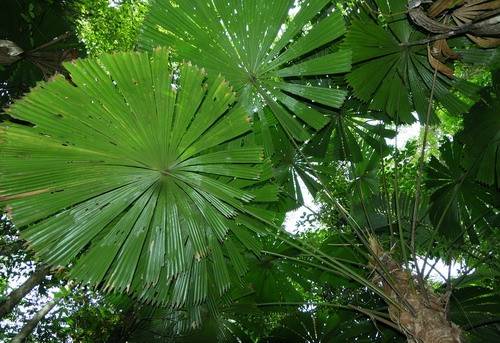 Daintree Fan Palm Forest (16/11/2015)