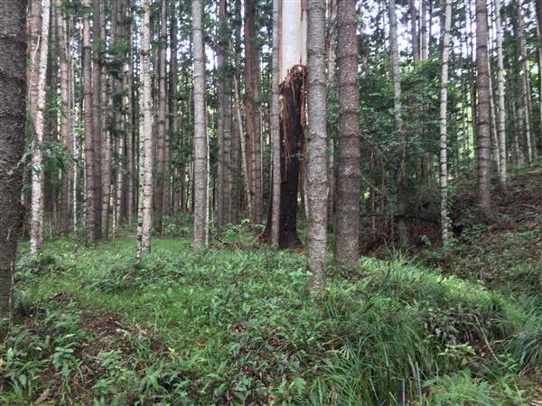 Bonogin Backlot & Pine Forest (11/03/2016 - Credits: Neil McGregor)