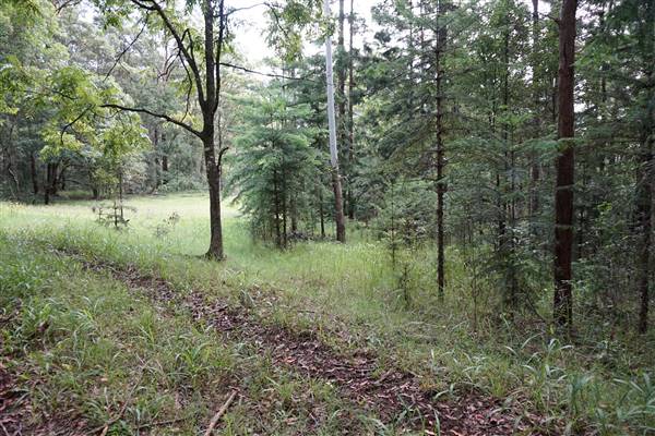 Hillside Hoop Pine Forest (14/04/2016 - Credits: Neil McGregor)