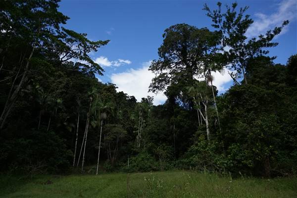Hinterland Jungle Backlot (10/02/2017 - Credits: Neil McGregor)