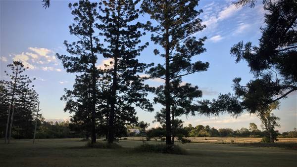 The Secret Forest - Oxley Creek Common