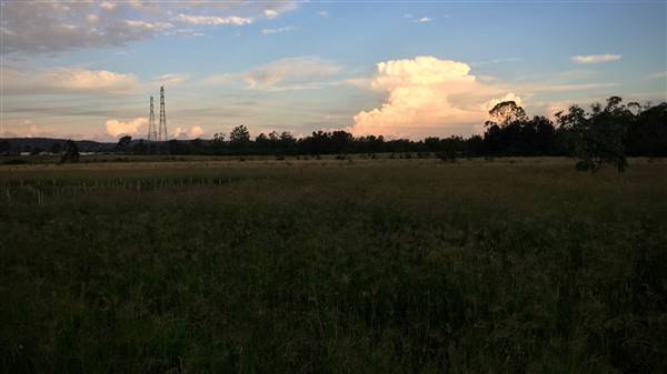 The Secret Forest - Oxley Creek Common