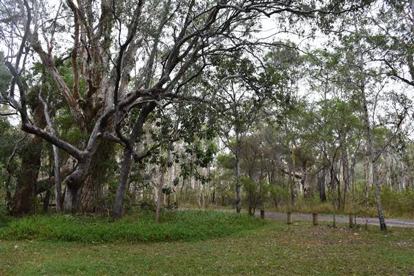 Harrys Hut Area (Noosa Everglades) (7/07/2017 - Credits: Kathryn Metcalfe)