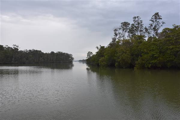 Johns Landing (Noosa Everglades) (13/07/2017 - Credits: Kathryn Metcalfe)