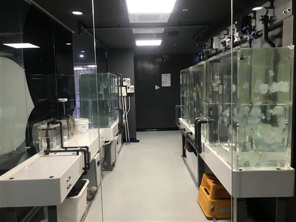 Sea Jelly Exhibit & Research Laboratory - Sea World Gold Coast (11/03/2019 - Credits: unknown)