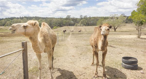 The Llama Farm (29/09/2020 - Credits: Ipswich City Council)