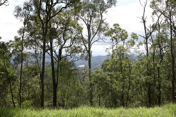 Mt Coot-tha Forest - Overview - Image Sourced - Do Not Make Public (14/12/2020)