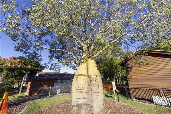 Cobb & Co Heritage Park (23/04/2021 - Credits: Ipswich City Council)