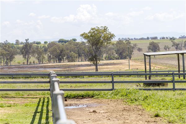 Summer Land Camel Farm (20/10/2021 - Credits: Ipswich City Council)