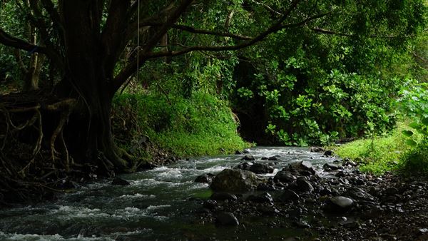 Currumbin Rock Pools (8/07/2019)
