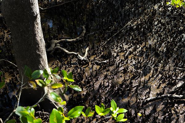 Nudgee Beach Wetlands Reserve (11/05/2023 - Credits: Screen Queensland)
