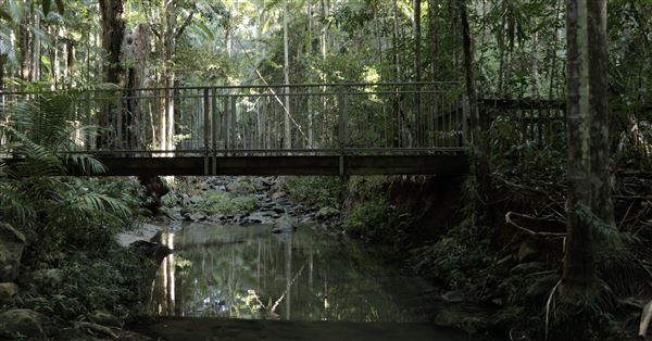Buderim Forest Park (1/07/2023)