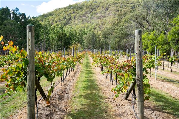 Barney Creek Vineyard Cottages (15/05/2023 - Credits: Craig English Photography, Orange Schmorange)