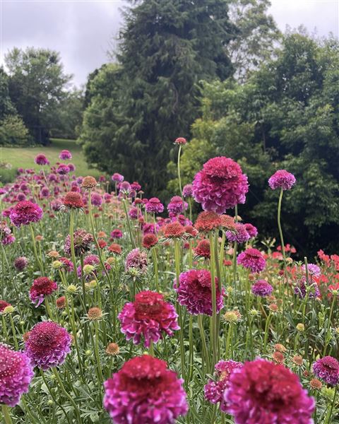 Tamborine Mountain Flower Farm (3/12/2025 - Credits: submitted by: Luke Scaddan)